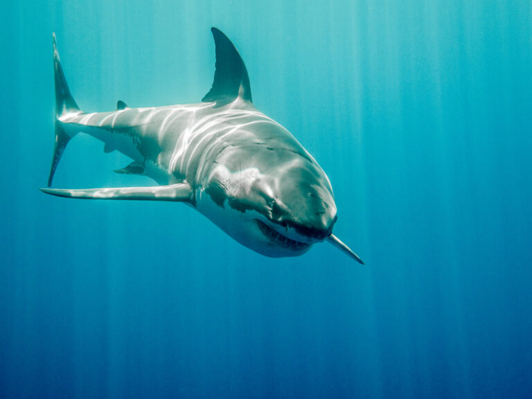 Great,White,Shark,Who,Looks,Like,Bruce,From,Finding,Nemo