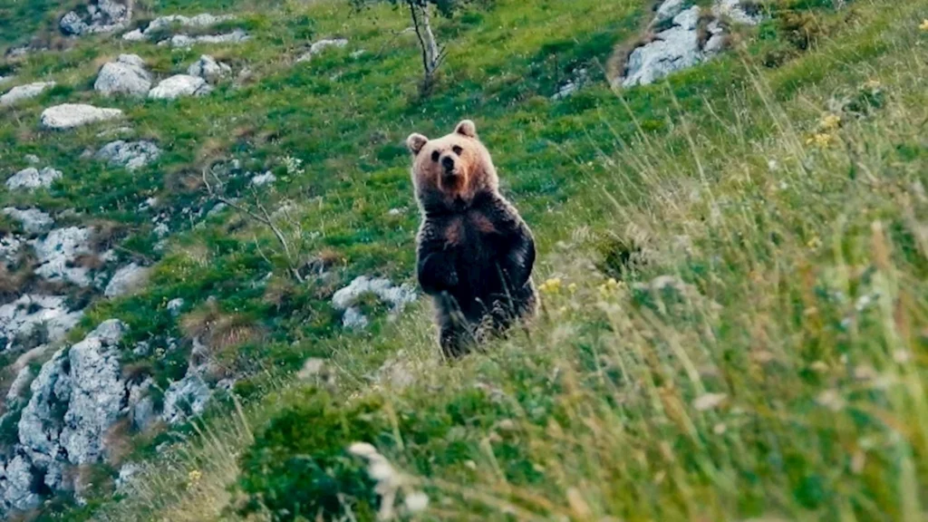 Bärenangriff in Trentino: Dokumentarfilm zeigt Konflikt