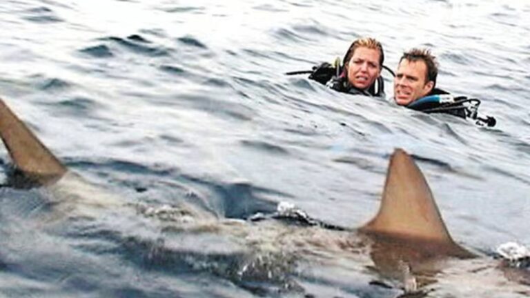 Open Water: Horrorfilm basiert auf wahrem Hai-Drama